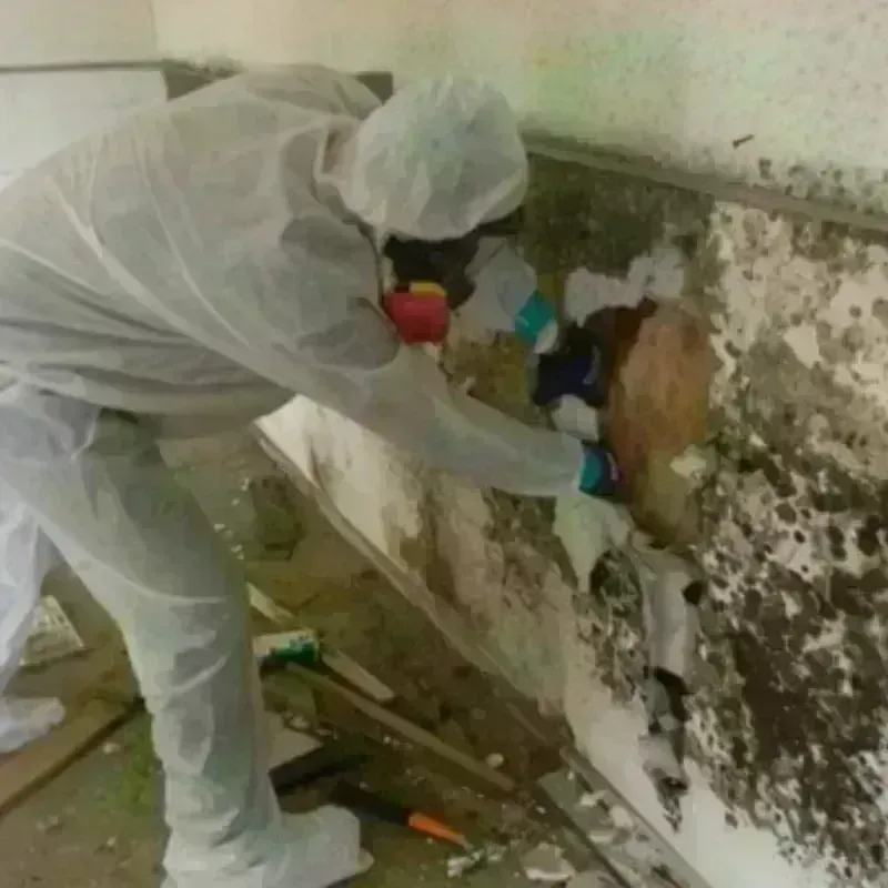 Mold Remediation and Removal in Dubuque County, IA